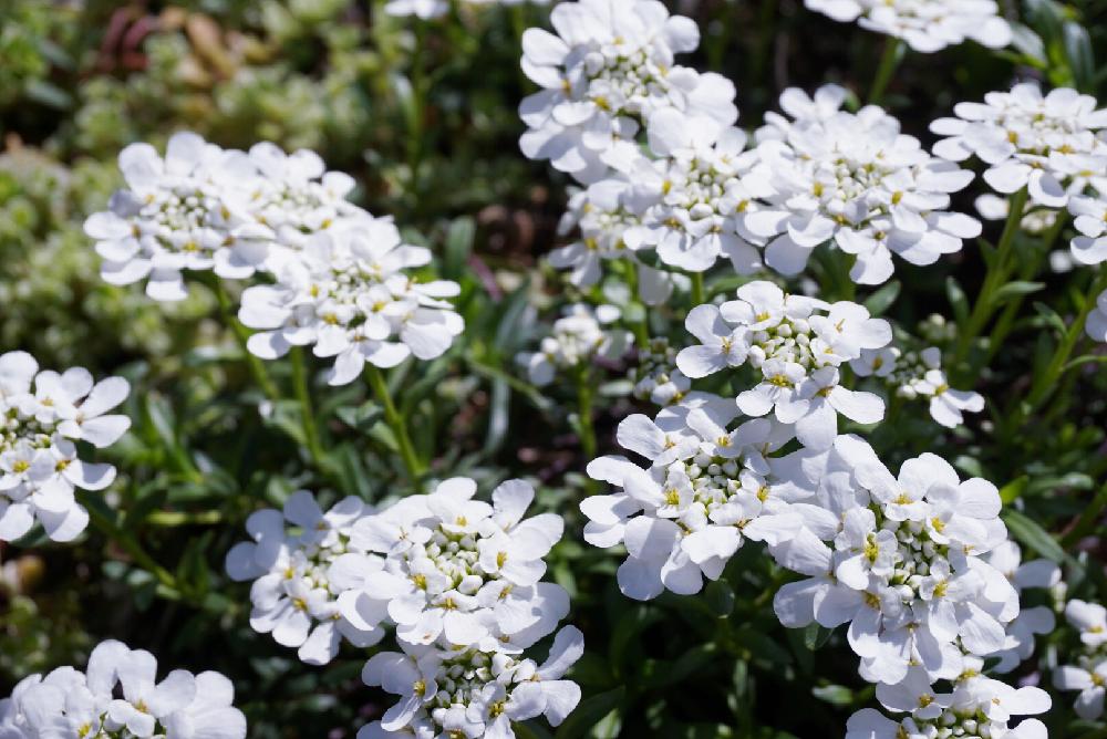 最新春 花 白い 小さい たくさん すべての美しい花の画像