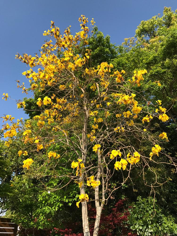イペの投稿画像 By Eringiさん 今が見頃と葉が付く前に花を咲かすと春が来たと黄色い花と今日のお花とありがとうと元気出る 17月4月23日 Greensnap グリーンスナップ