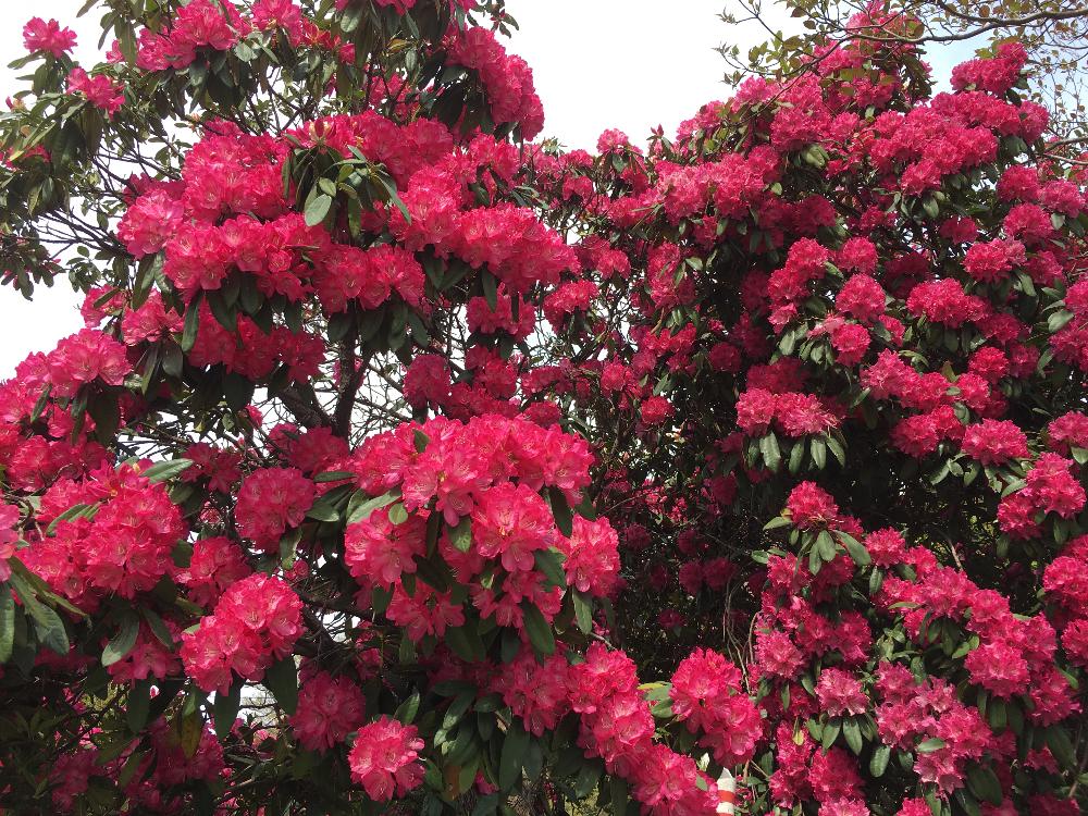 濃いピンク色の投稿画像 By チェリーマムさん 季節の花と迫力と春爛漫 と咲いた 17月4月24日 Greensnap グリーンスナップ