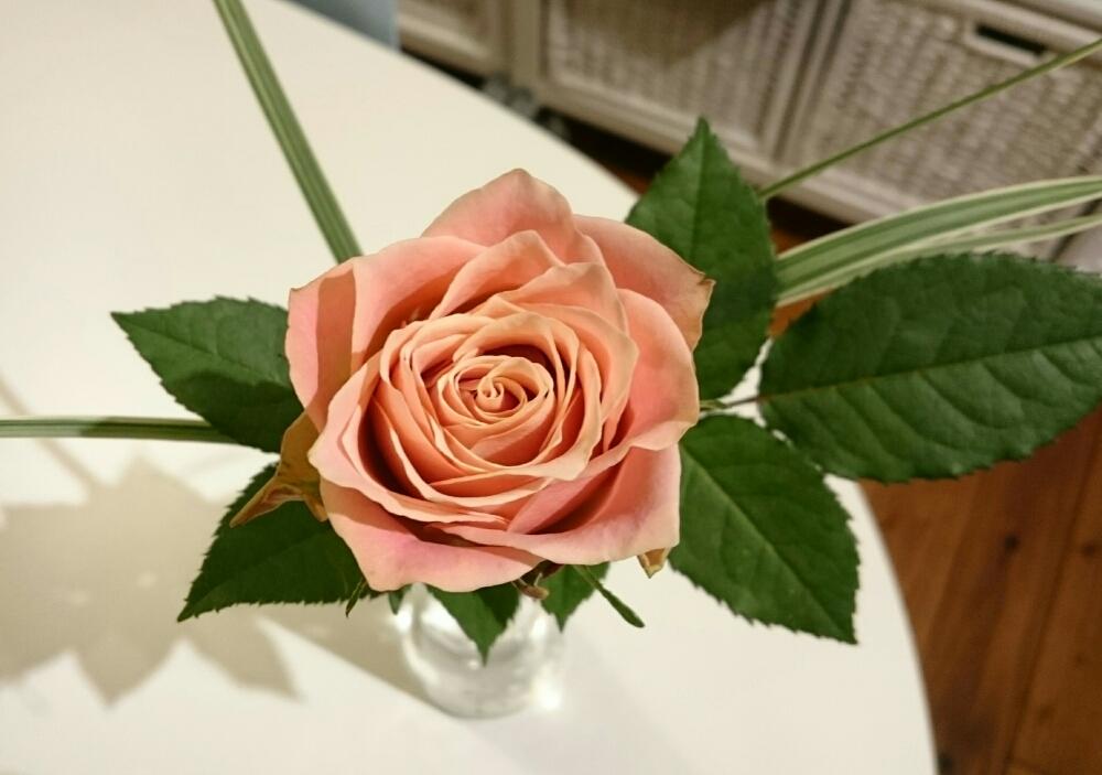 バラの投稿画像 By 荒田珈琲さん オフィスとピンクの花と今日の一枚と今日のお花と切り花 17月4月24日 Greensnap グリーンスナップ