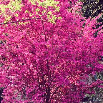 派手な花の投稿画像一覧 Greensnap グリーンスナップ