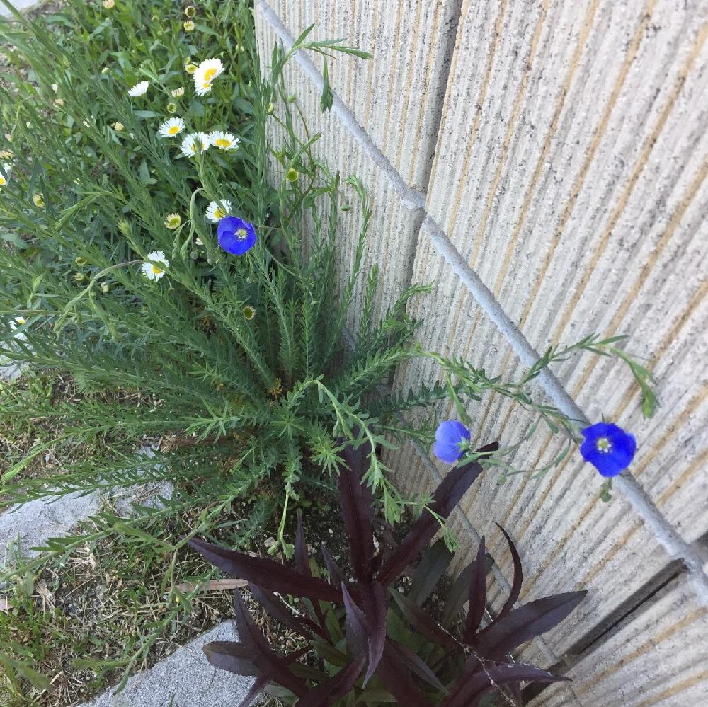 エリゲロンの投稿画像 By ももさん ペンステモン ハスカーレッドと宿根アマとペレニアル フラックス リナムブルーとエントランスとブルーの花と一番花 と地植えと咲いた とブルーの花と一番花と地植えと咲いた 17月4月24日 Greensnap グリーンスナップ