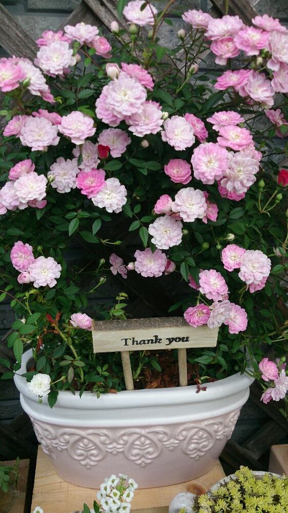 ミニツルバラ スマ 赤 真珠貝 ピンク の投稿画像 By ゆっぴさん 今日のお花と鉢植えと寄せ植えとガーデニングとミニつるバラ 17月4月24日 Greensnap グリーンスナップ