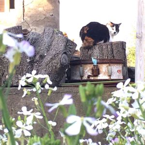 だいこん花,ハーブ,ジャンク,植物,ガーデニングの画像