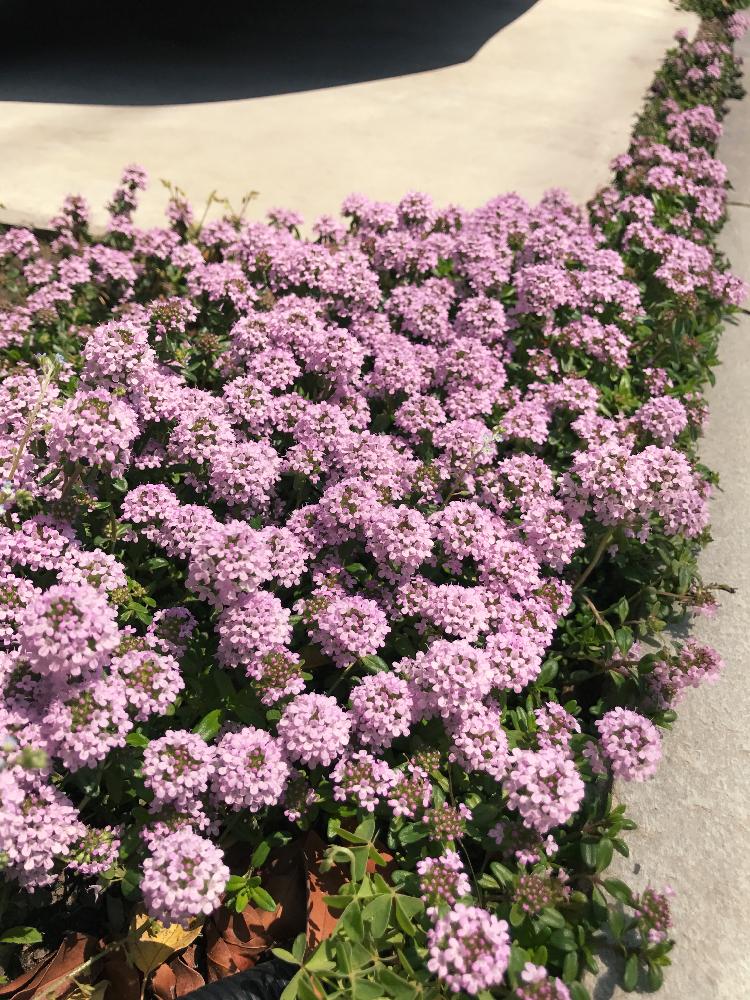 タイムの投稿画像 By ゆきさん かわいいとピンクと可愛い小さい花とどんどん増える 17月4月25日 Greensnap グリーンスナップ