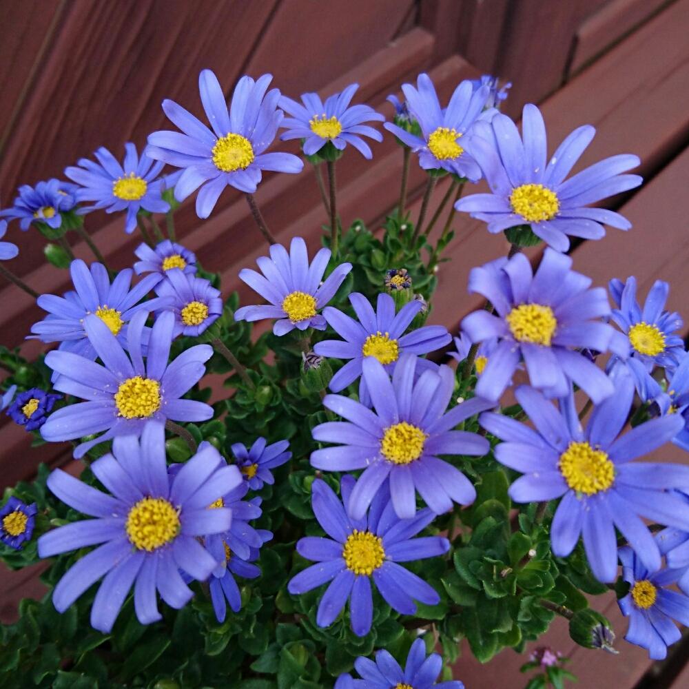 ブルーデージーの投稿画像 By Kaorunさん テラスと青い花と今日の一枚とお気に入りと満開とブルーデイジーと青い花と今日の一枚とお気に入りと満開 17月4月25日 Greensnap グリーンスナップ Greensnap グリーンスナップ