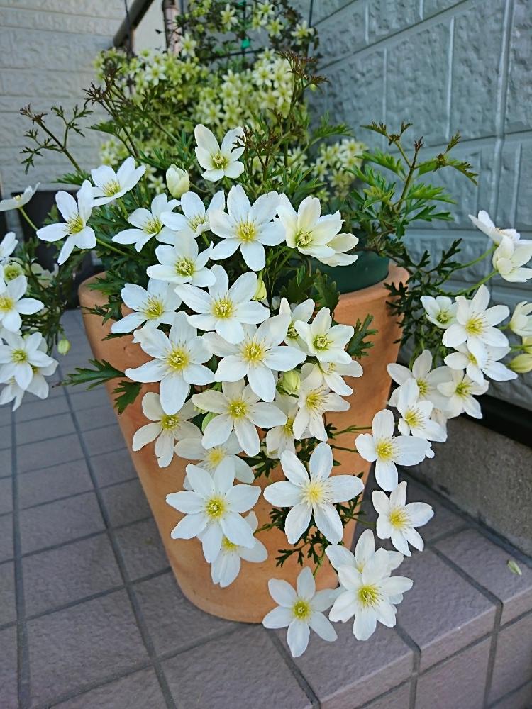 クレマチス 鉢植えの投稿画像 By 更紗 さら さん 庭の花とガーデニング 17月4月25日 Greensnap グリーンスナップ