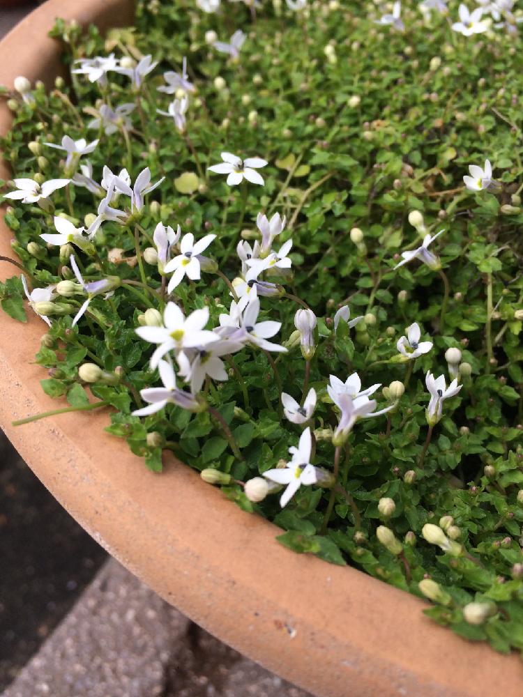 プラティアの投稿画像 By 風が吹いたらそれが合図ださん つぼみがたくさんと咲いた とプラティア 17月4月25日 Greensnap グリーンスナップ