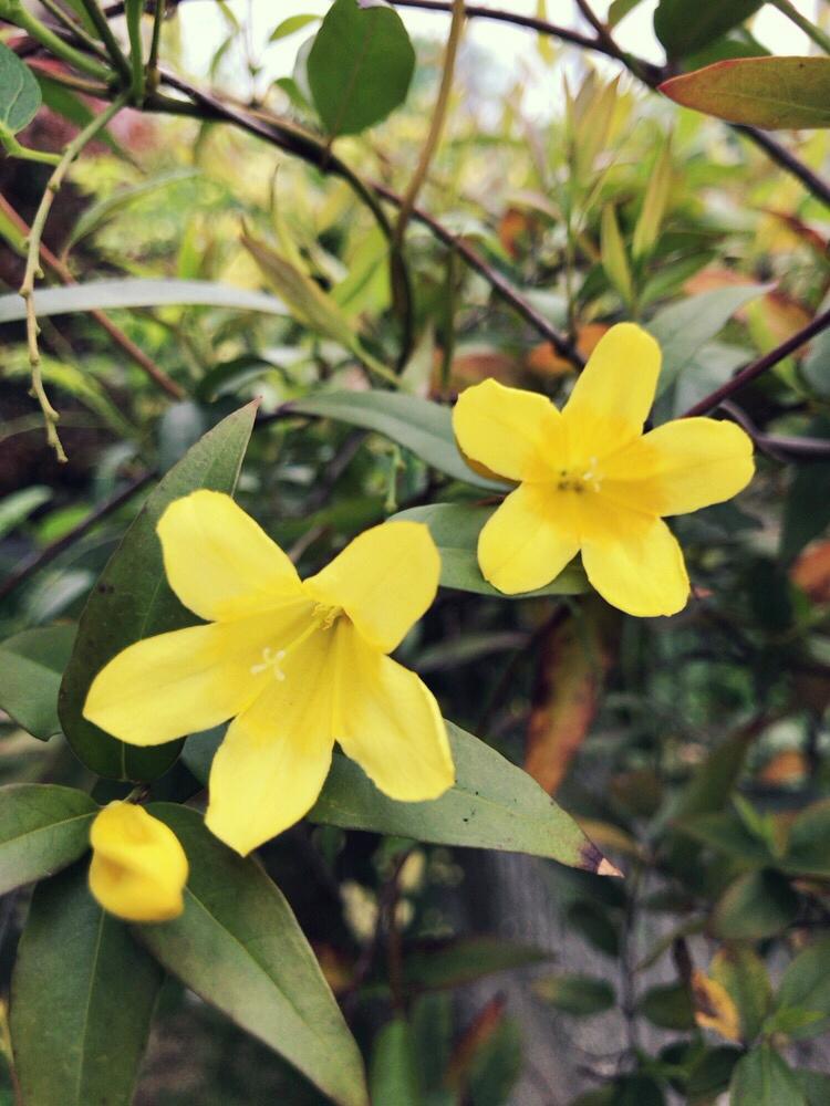 カロライナジャスミンの投稿画像 By Miさん つる性植物と黄色い花 17月4月26日 Greensnap グリーンスナップ