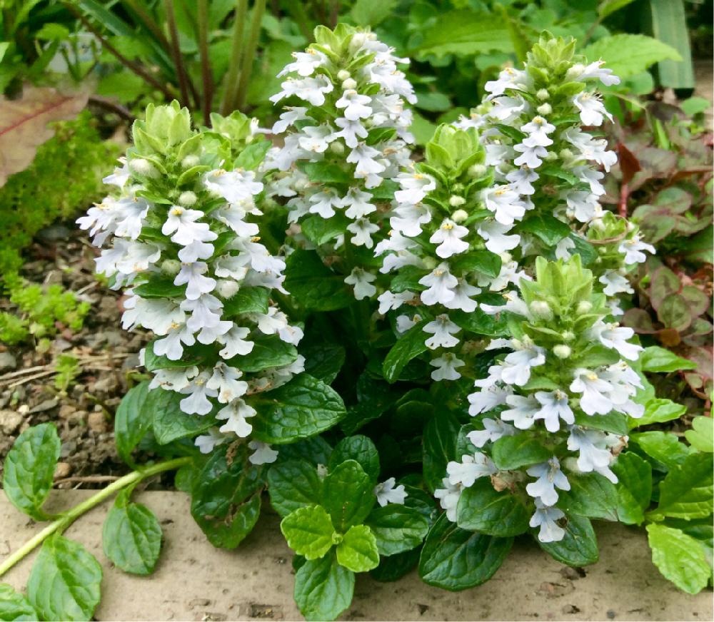 アジュガの投稿画像 By ミキさん 小さな庭と春爛漫 とナチュラルスタイルとガーデニングとグランドカバーと咲いた と春爛漫 とナチュラルスタイルとガーデニングとグランドカバーと咲いた 17月4月26日 Greensnap グリーンスナップ Greensnap グリーン アジュガの投稿画像 By ミキさん 小さな庭と春爛漫 とナチュラルスタイルとガーデニングとグランドカバーと咲いた と春爛漫 とナチュラルスタイルとガーデニングとグランドカバーと咲いた 17月4月26日 Greensnap グリーンスナップ Greensnap グリーン