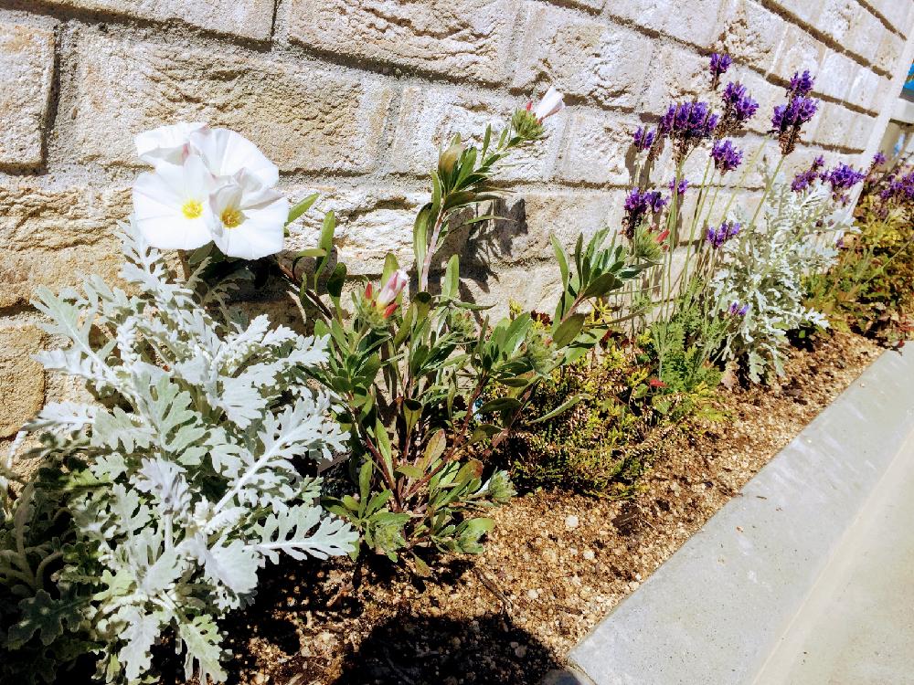 コンボルブルス スノーエンジェルの投稿画像 By ももさん 今日のお花とお庭とラベンダー 17月4月26日 Greensnap グリーンスナップ
