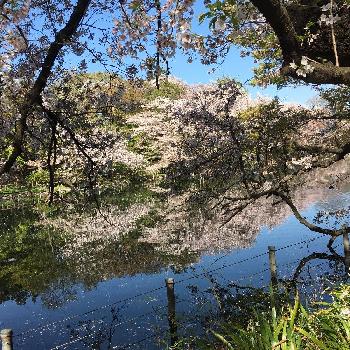 とっておきの場所の画像 by sanosukeさん | お出かけ先とサクラと『桜』コンテストととっておきの場所