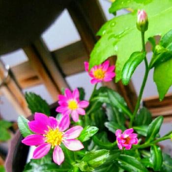 春の茶花の投稿画像一覧 Greensnap グリーンスナップ