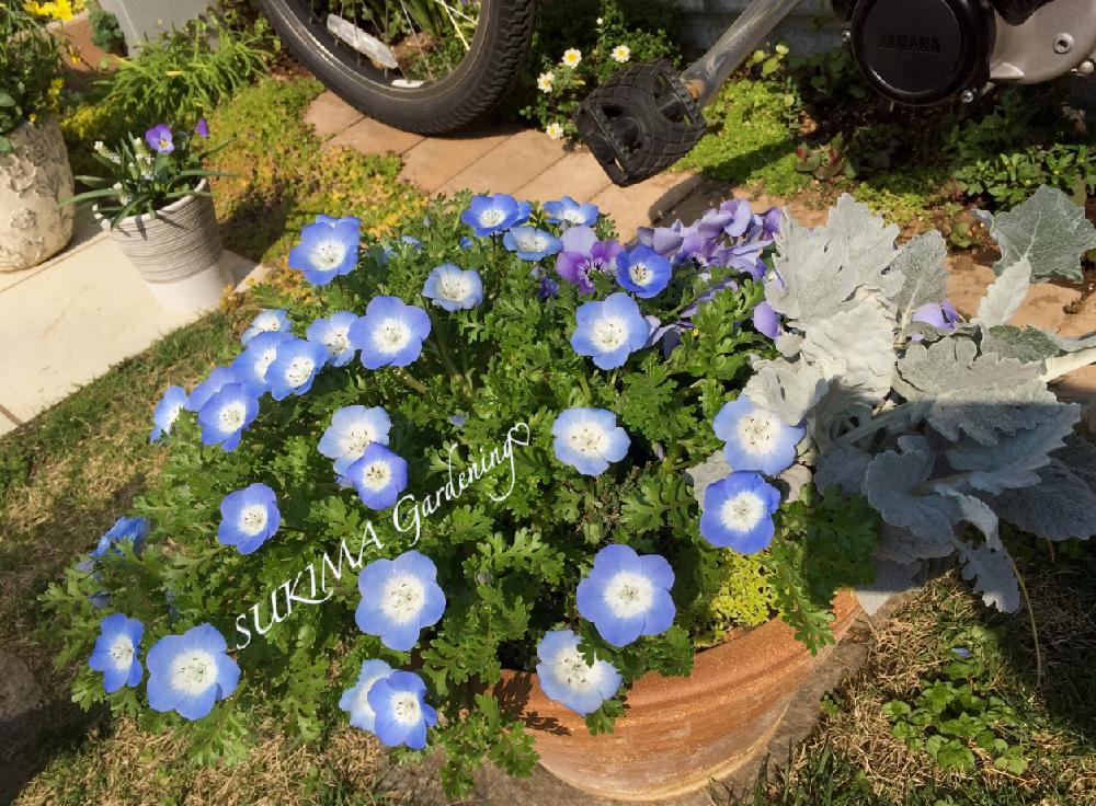 ビオラの投稿画像 By 隙間ガーデニン さん シロタエギクとネモフィラと寄せ植えと記念の一枚と切り戻し ｔ ｔ と季節のお花と花あそびと成長記録と二種植えコラボ 17月4月27日 Greensnap グリーンスナップ
