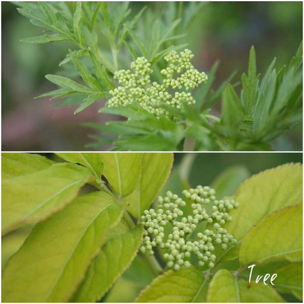 エルダーフラワーの投稿画像 By Treeさん 庭植えとガーデニングと実のなる木とセイヨウニワトコ 17月4月27日 Greensnap グリーンスナップ