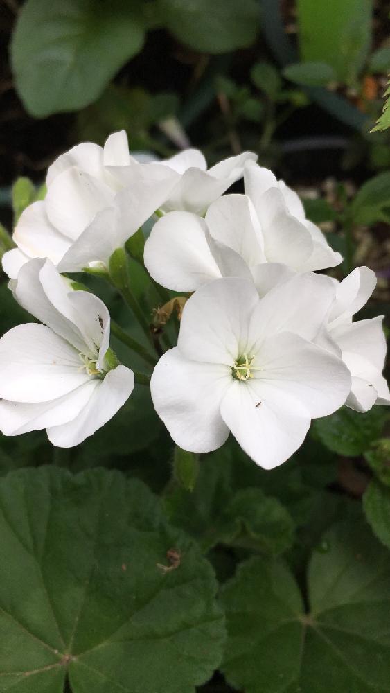 ゼラニウムの投稿画像 By 花が好きさん 白っていいね と花のある暮らし とガーデニングと癒される 17月4月27日 Greensnap グリーンスナップ