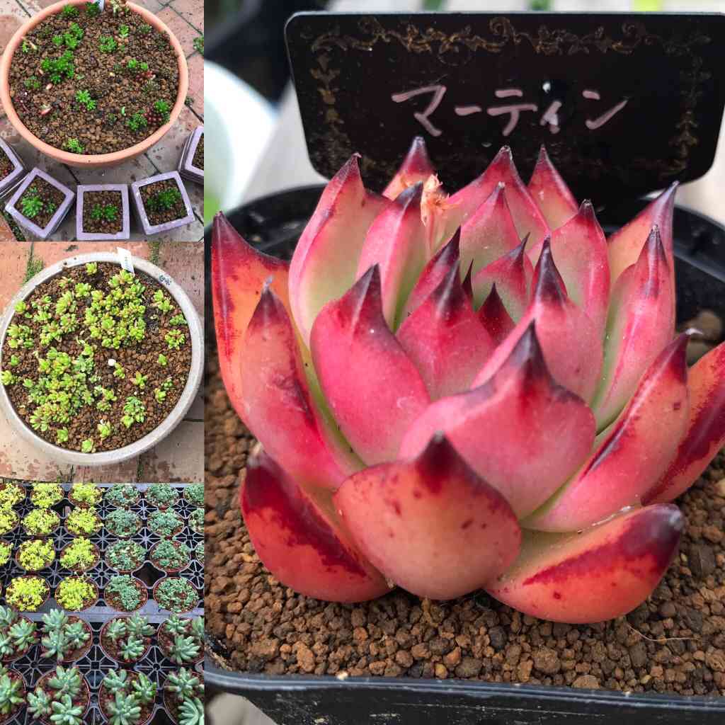 多肉植物^o^  モリモリ❣️レッドベリー 多肉植物^o^ モリモリ❣️レッドベリー 【公式通販】