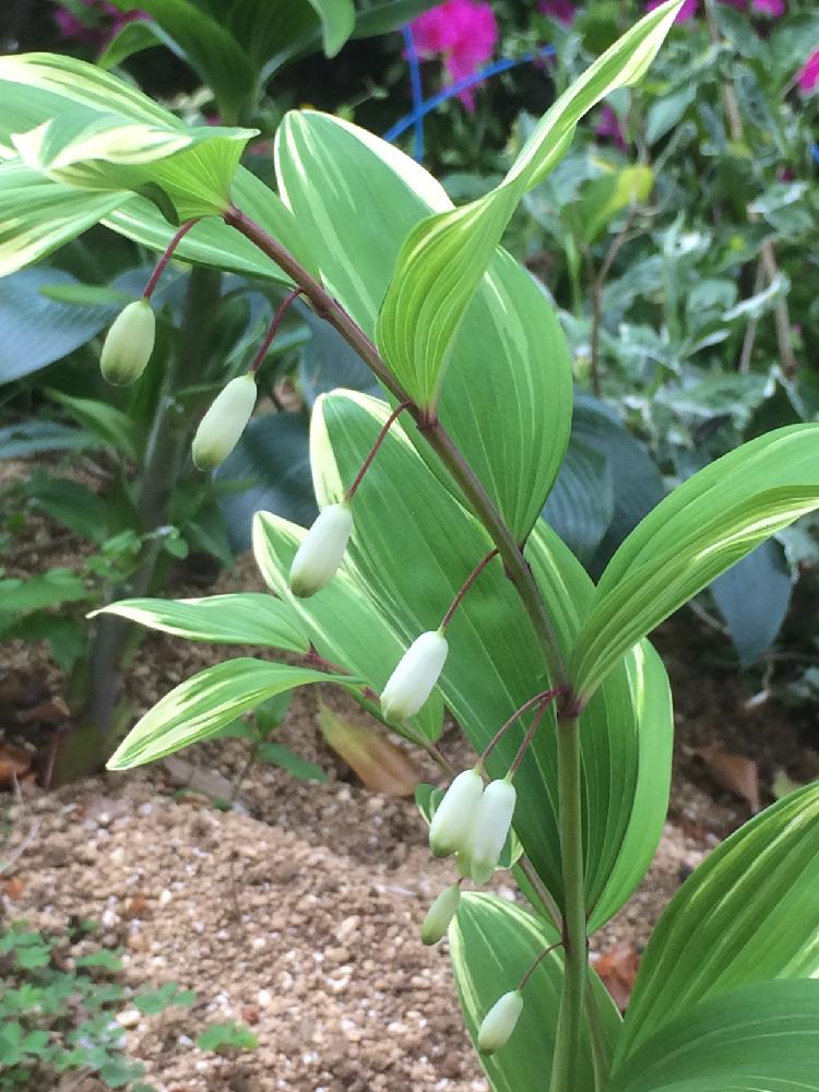 広い庭の投稿画像 By Gardenerjunさん カラーリーフと斑入りアマドコロの新芽とシェードガーデンと斑入りナルコユリと斑入り とカラーリーフと 斑入りアマドコロの新芽とシェードガーデンと斑入りナルコユリと斑入り 17月4月28日 Greensnap グリーンスナップ