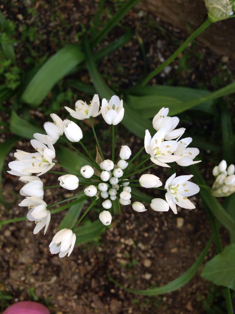 オーニソガラムの投稿画像 By ちーちゃさん 日陰育ちとマイ コレクション 17月4月28日 Greensnap グリーンスナップ