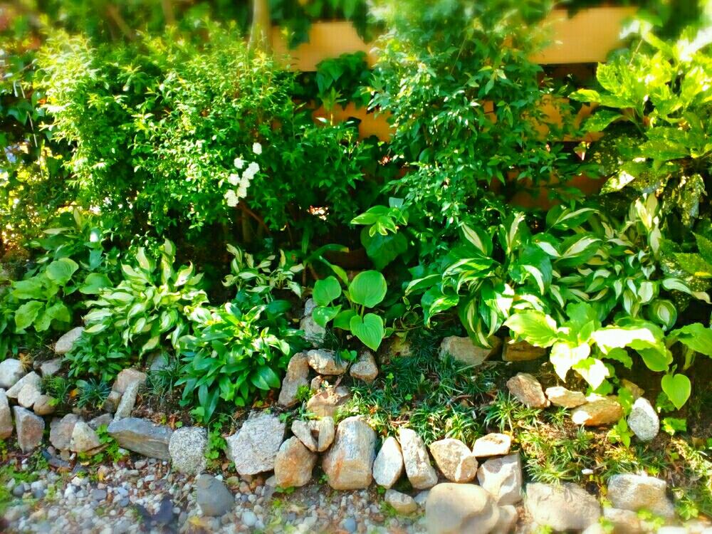 ロックガーデンの投稿画像 By Kotarinkoさん シェードガーデン 17月4月28日 Greensnap グリーンスナップ ロックガーデンの投稿画像 By Kotarinkoさん シェードガーデン 17月4月28日 Greensnap グリーンスナップ