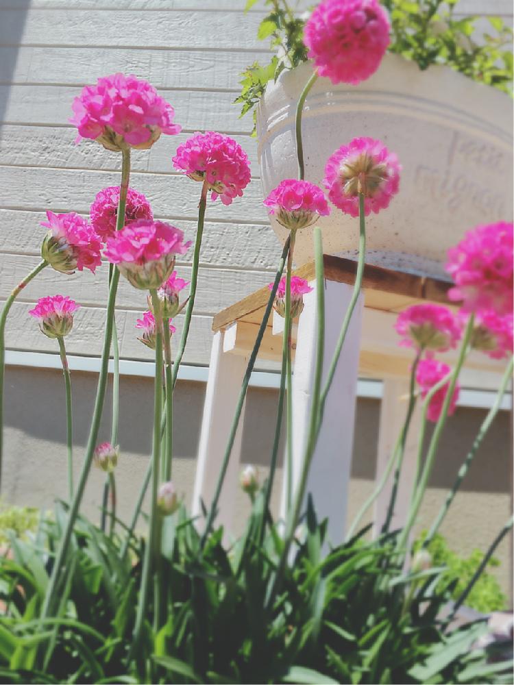 アルメリア バレリーナの投稿画像 By Hhhさん 初心者ですとよろしくお願いしますと手作りの庭と今日の一枚と春到来 とこれから楽しみ 17月4月28日 Greensnap グリーンスナップ