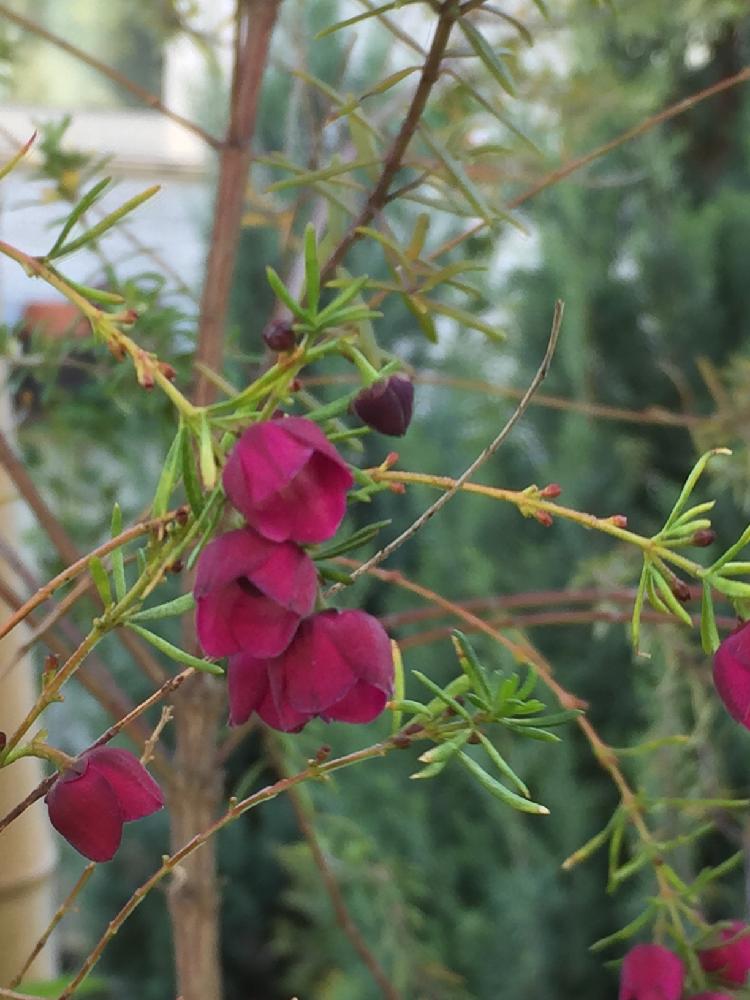 ボロニアの投稿画像 By めぐさん 初心者ですと植中毒と今日のお花 17月4月28日 Greensnap グリーンスナップ