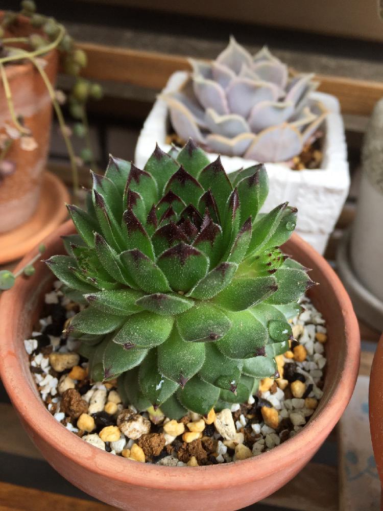 クラクフ センペルビウム sempervivum 多肉-