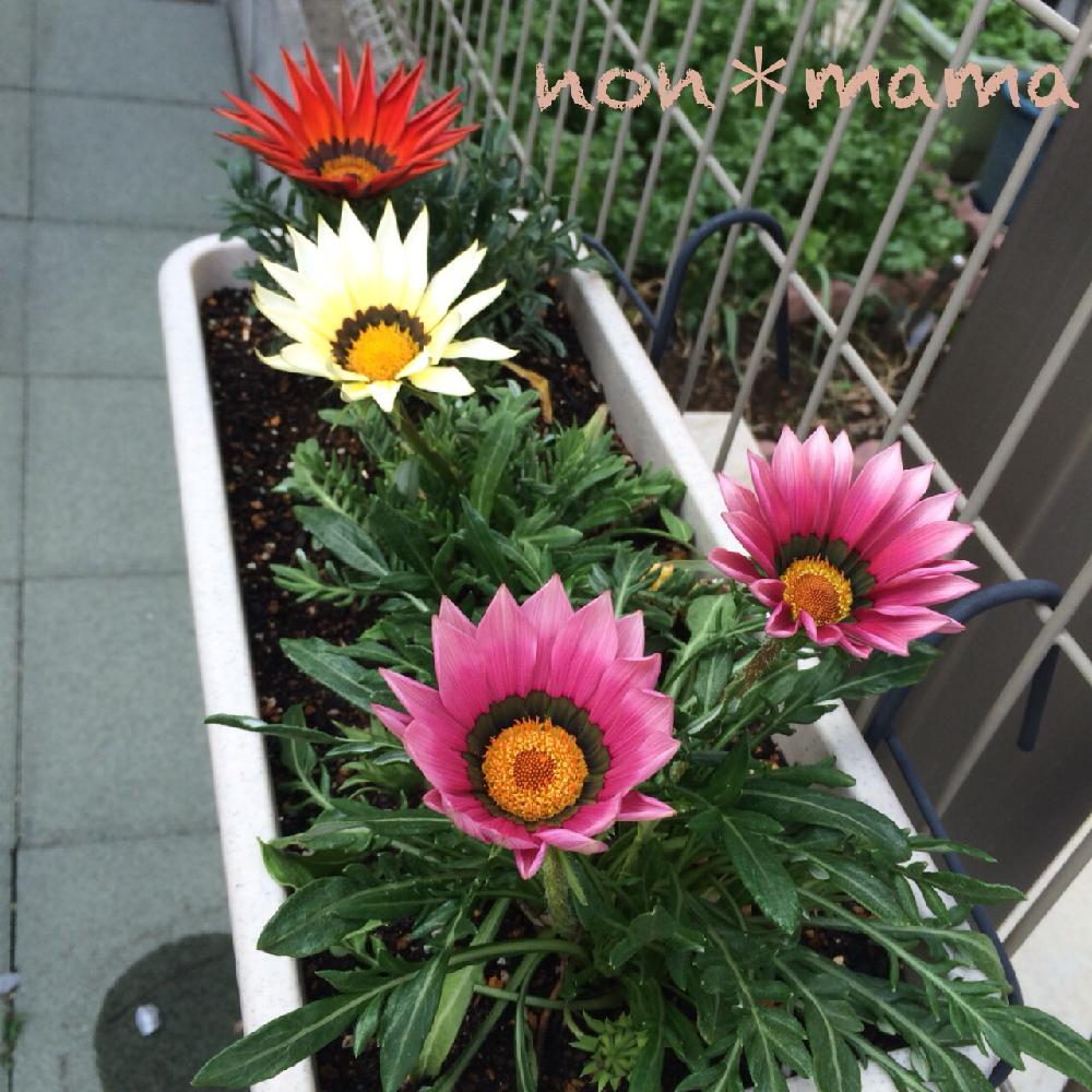 ガザニアの投稿画像 By のんmamaさん 初心者ですと花自慢と今日の一枚と今日のお花と自己流と成長記録とガーデニング 17月4月28日 Greensnap グリーンスナップ