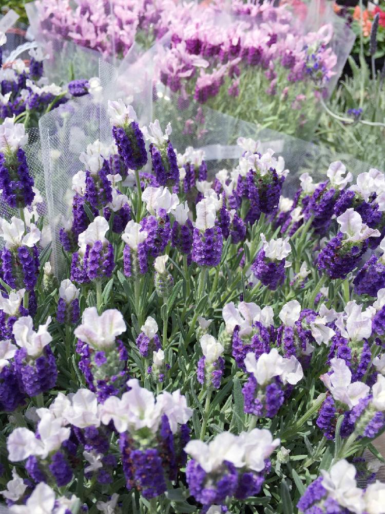フレンチラベンダーわたぼうしの投稿画像 By みーさん ピンクの花とナチュラルガーデンと植中毒と今日の一枚とナチュラルスタイルと紫の花といっぱいと記録用 17月4月28日 Greensnap グリーンスナップ