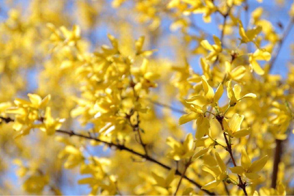 レンギョウの投稿画像 By Shigeさん おでかけと春の花々 と花木と一眼レフと黄色と黄色い花とおでかけ先と黄色の花と早春の花 17月4月28日 Greensnap グリーンスナップ