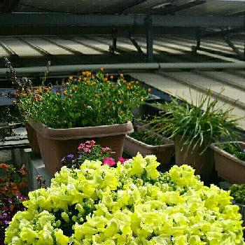 冬ごえの画像 by kokomamaさん | バルコニー/ベランダと満開とキンギョソウ✨と黄色い花と冬ごえと鉢植えと秋から