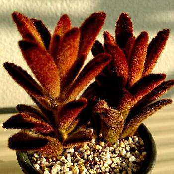 ブラウンバニー の投稿画像一覧 Greensnap グリーンスナップ