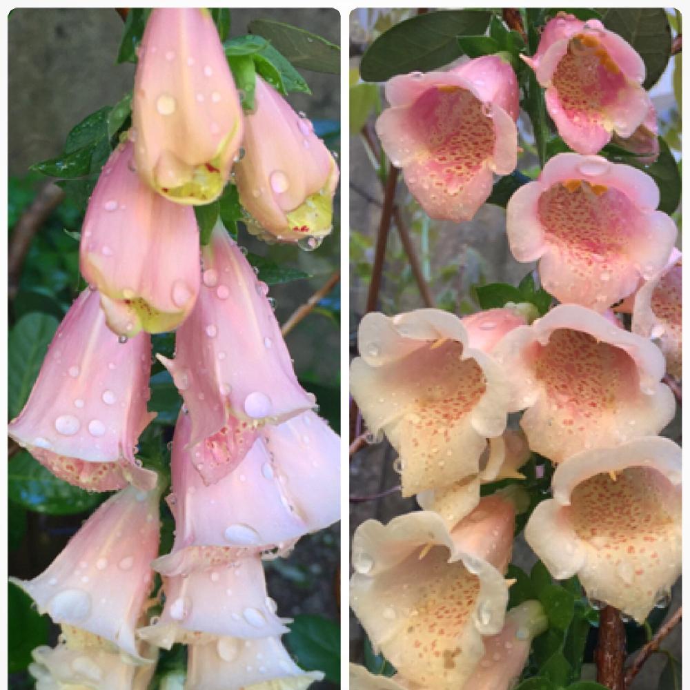 ジギタリスの投稿画像 By Emptyさん 小さな庭とかわいいと可愛いとお気に入り とお気に入りとジキタリス ダルメシアンピーチとかわいいと可愛いとお気に入り とお気に入り 17月4月29日 Greensnap グリーンスナップ Greensnap グリーンスナップ