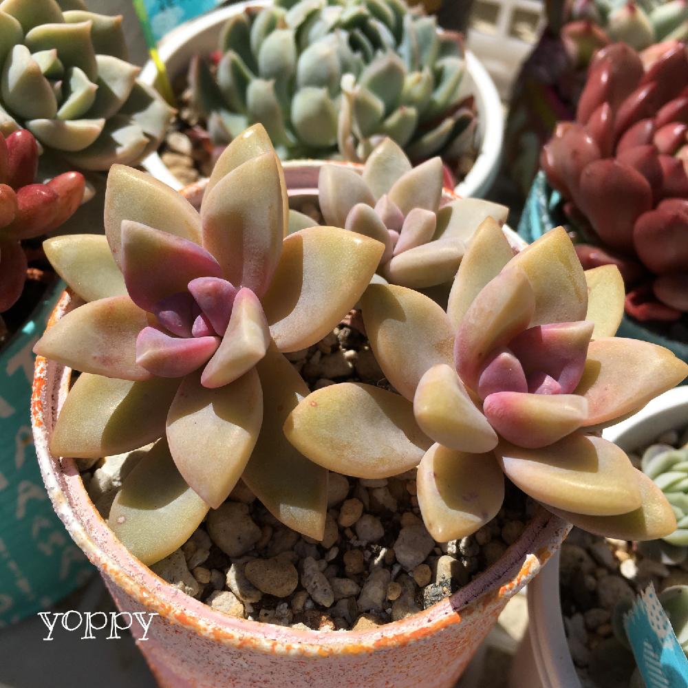 新年の贈り物 多肉 桜牡丹 カット苗 (おまけ不死鳥) 植物/観葉植物