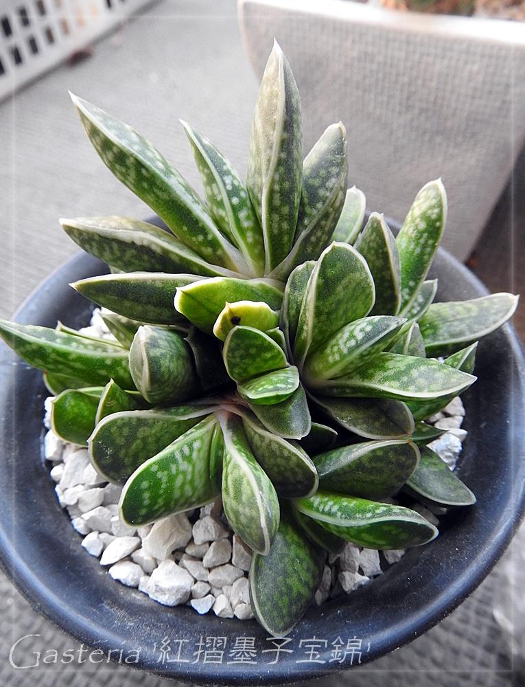 紅摺墨子宝錦の投稿画像 By Kuroさん 多肉植物と植中毒とガステリア属と珍奇植物とビザールプランツ 17月4月29日 Greensnap グリーンスナップ 紅摺墨子宝錦の投稿画像 By Kuroさん 多肉植物と植中毒とガステリア属と珍奇植物とビザールプランツ 17月4月29日 Greensnap グリーンスナップ