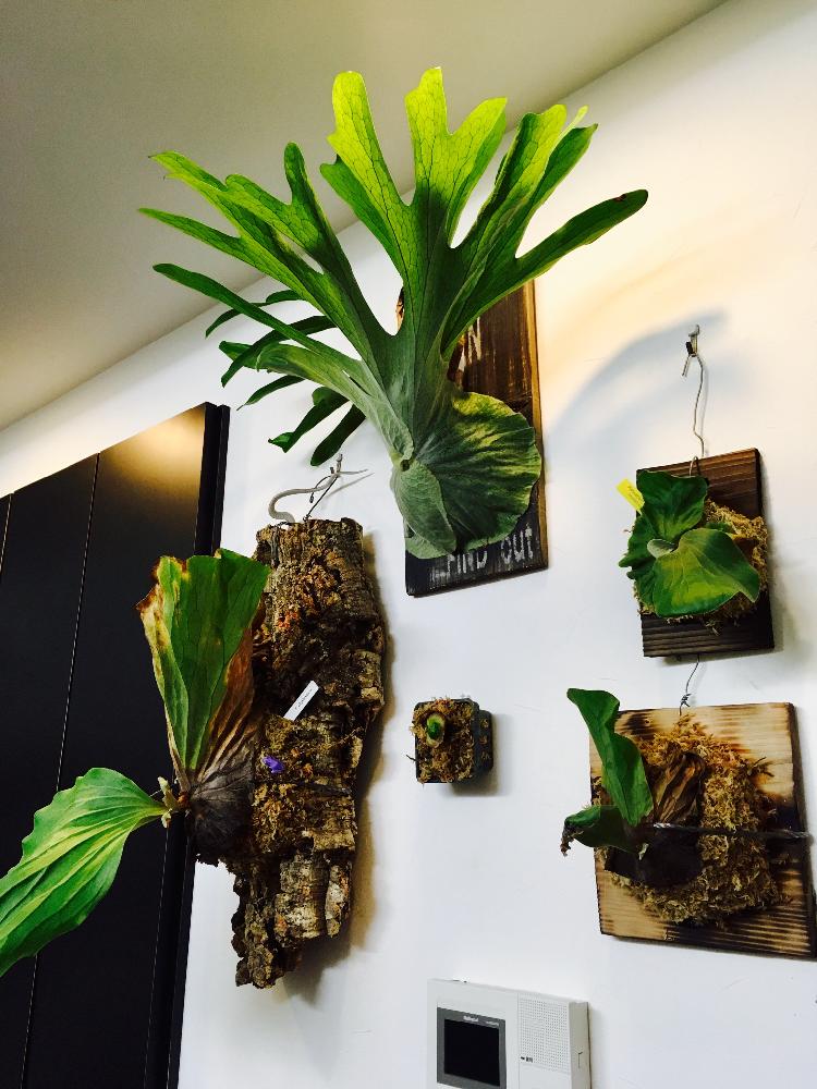 エレファントティスの投稿画像 By Key4zoさん ビカクシダ スパーバムと着生植物と コウモリラン と ビカクシダ と植中毒とビカクウォールとシンタロウの ビカクシダコンテスト とリビングとビカクシダ属とビカクシダ普及委員会とコウモリラン部 17月4月29日