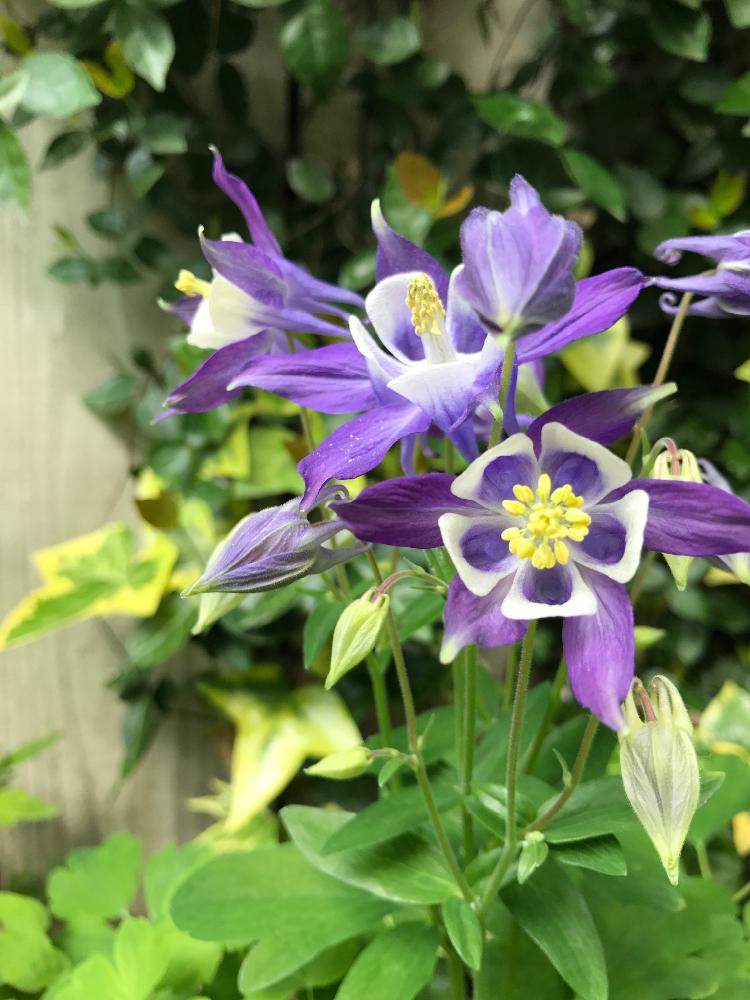 オダマキ 紫の投稿画像 By Tanasaさん 17月4月29日 Greensnap グリーンスナップ