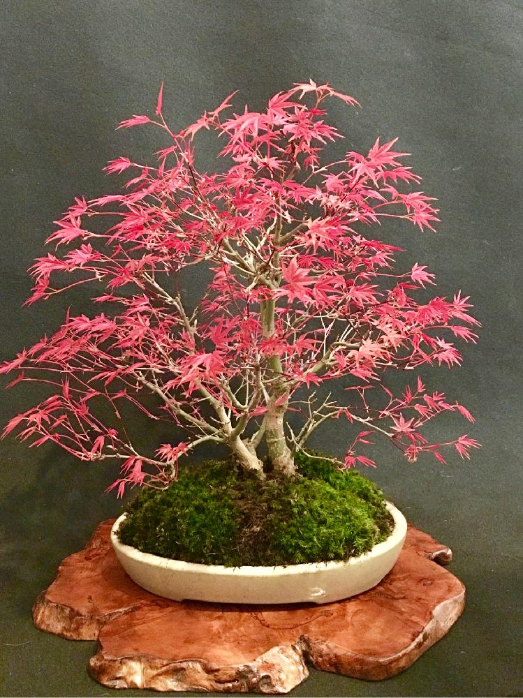 階段 廊下の投稿画像 By Tomoさん デショウジョウモミジと出猩々と雑木盆栽と植中毒と盆栽ともみじ紅葉とデショウジョウモミジと出猩々 と雑木盆栽と植中毒と盆栽ともみじ紅葉 17月4月30日 Greensnap グリーンスナップ Greensnap グリーンスナップ