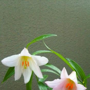 春の茶花の投稿画像一覧 Greensnap グリーンスナップ