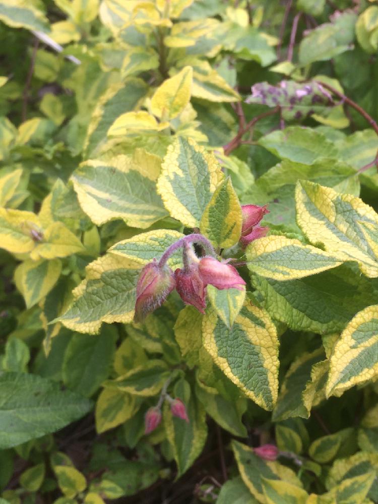 シスタス ミッキーの投稿画像 By Gardenerjunさん 斑入り とカラーリーフと耐寒性宿根草 17月4月30日 Greensnap グリーンスナップ