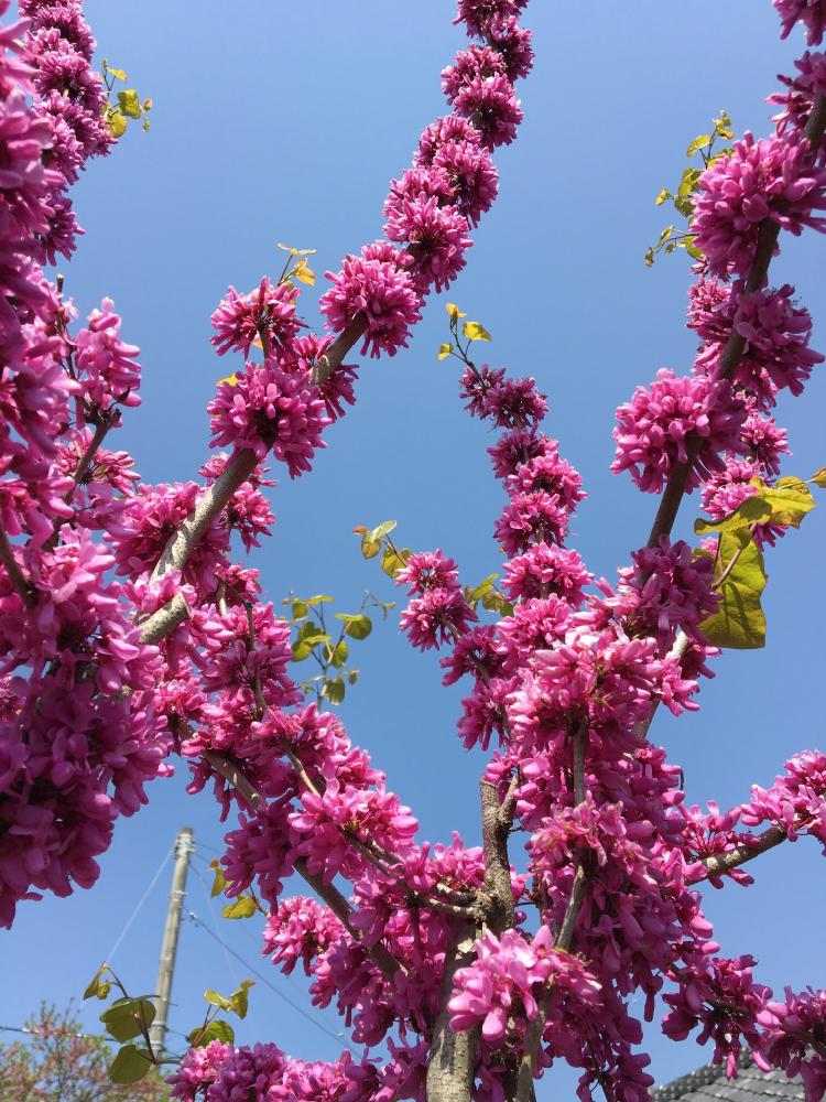 ハナズオウの投稿画像 By けいかずさん ピンクの花と庭木と春の庭 17月4月30日 Greensnap グリーンスナップ