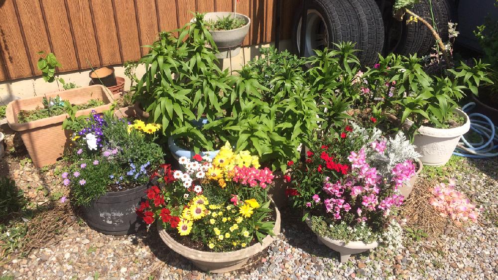 カサブランカの投稿画像 By Kenjiさん 庭のお花と春のお花と観葉植物と良い香りのお花と寄せ植えといい匂いのお花ともうすぐ咲くよと今日のお花と花壇のお花と細かいお花と鉢植えと広がるお花と花つけ過ぎと我が家のお花とプランターのお花 17月4月30日 Greensnap