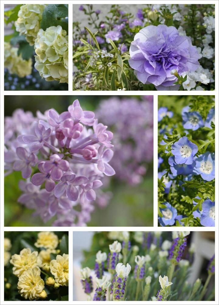 黄モッコウバラの投稿画像 By Carpccoさん フレンチラベンダー リトルビー ブルーホワイトとネモフィラとライラックとペチュニアとスノーボールとキュンキュン乙女倶楽部とお気に入り とナチュラルスタイルとガーデニングと花のある暮らし 17月4月30日