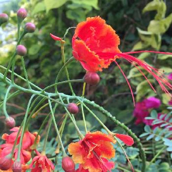 エキゾチックな花の画像 by てんとう虫さん | お出かけ先とオオゴチョウと不思議な花と素敵な花と温室と植物園とエキゾチックな花