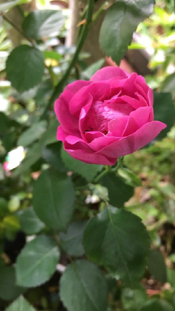 江戸の庚申薔薇 の投稿画像 By 花が好きさん 花のある暮らし と癒されるぅ とありがとう と薔薇が好きとガーデニング 17月5月1日 Greensnap グリーンスナップ