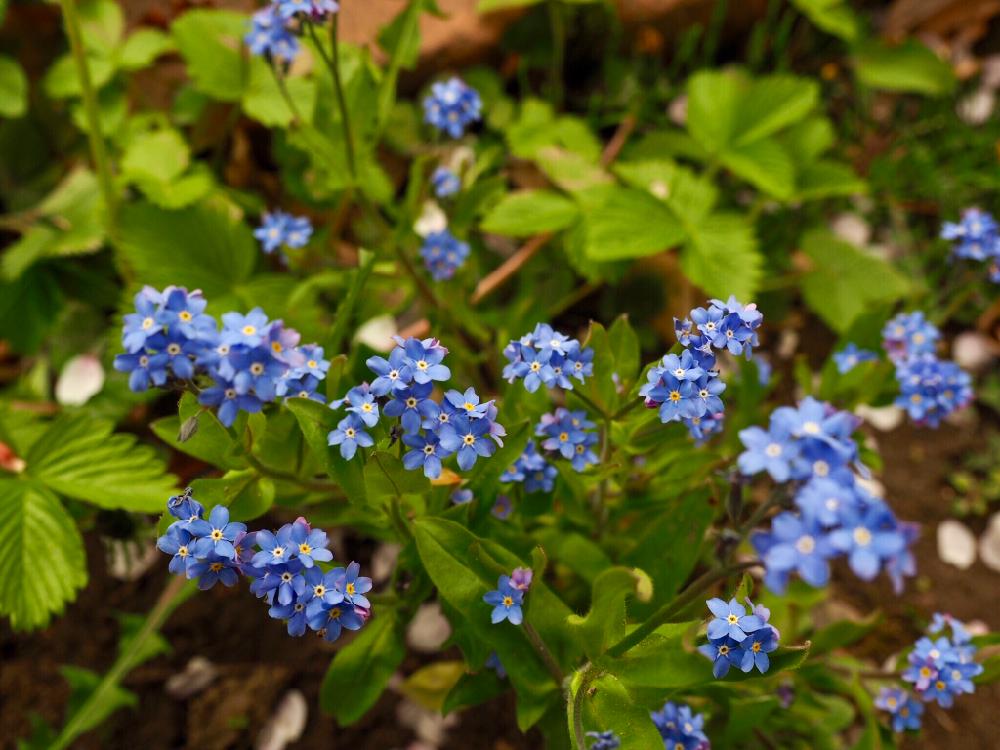 4月から5月に咲く花の投稿画像 By タネさん 17月5月1日 Greensnap グリーンスナップ