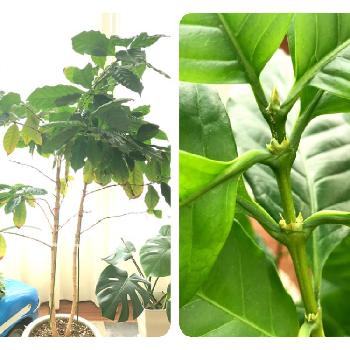 コーヒー花芽の投稿画像一覧 Greensnap グリーンスナップ