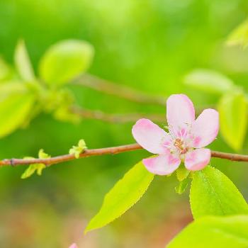 花言葉の投稿画像一覧 Greensnap グリーンスナップ