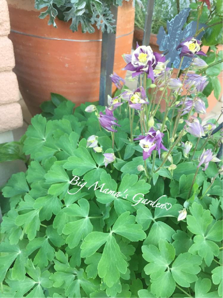オダマキの投稿画像 By 隙間ガーデニン さん 小さな庭と花壇と母の庭とまだまだ咲きますと花壇と母の庭とまだまだ咲きます 17月5月1日 Greensnap グリーンスナップ Greensnap グリーンスナップ