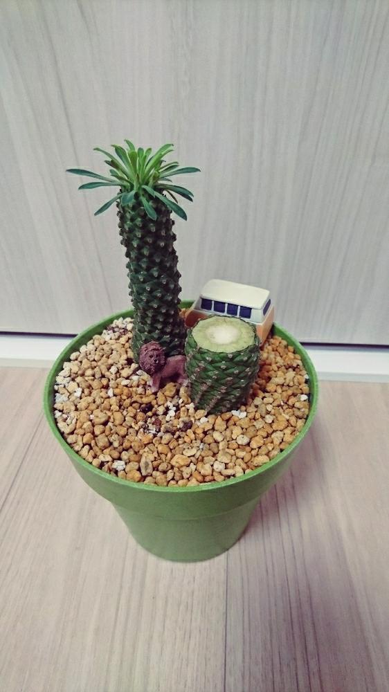 ソテツキリンの投稿画像 By にこさん ユーフォルビア 17月5月1日 Greensnap グリーンスナップ